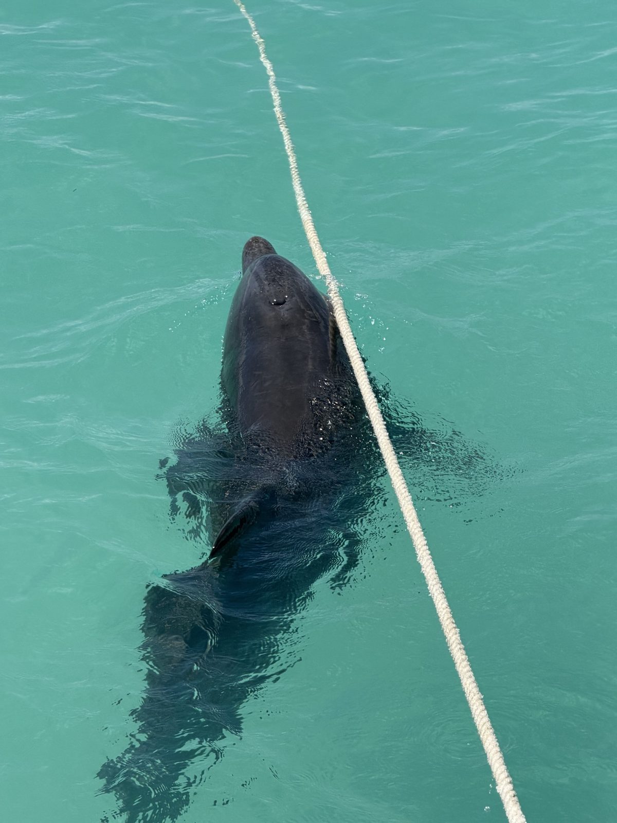 Dolphin swimming beside a boat near Icacos