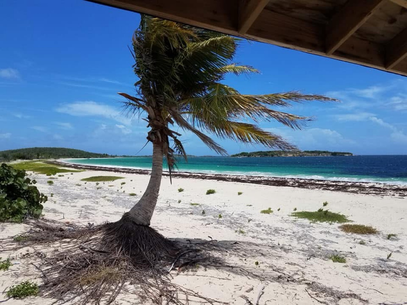 A palm on the white sand beach in Vieques with turquoise water beyond