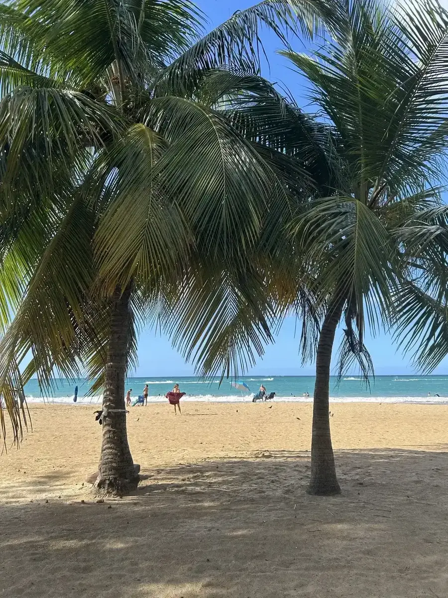 Sunlight filtering through palms in Isla Verde
